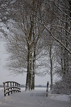 Brug-en-bomen_3126-border