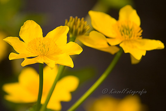 GeleBloemen_7226_bewerkt-1-border