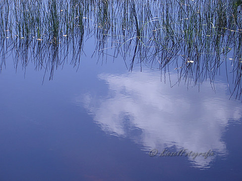 ParcDuMorvan_Meer-border