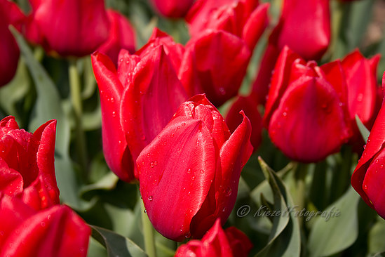 RodeTulp_Regendruppels_7398-border