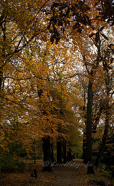 _MG_4429_bewerkt-1-border