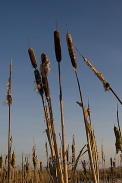 crop_MG_5736-klein-border